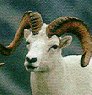 Alaskan Dall Sheep